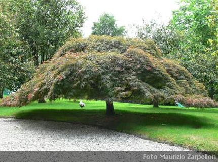 Acer genere di arbusti della famiglia delle sapindaceae for Alberelli sempreverdi