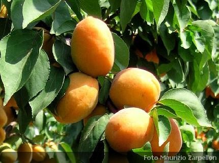 Prunus armeniaca (Albicocco), pianta da frutto della famiglia delle Rosaceae